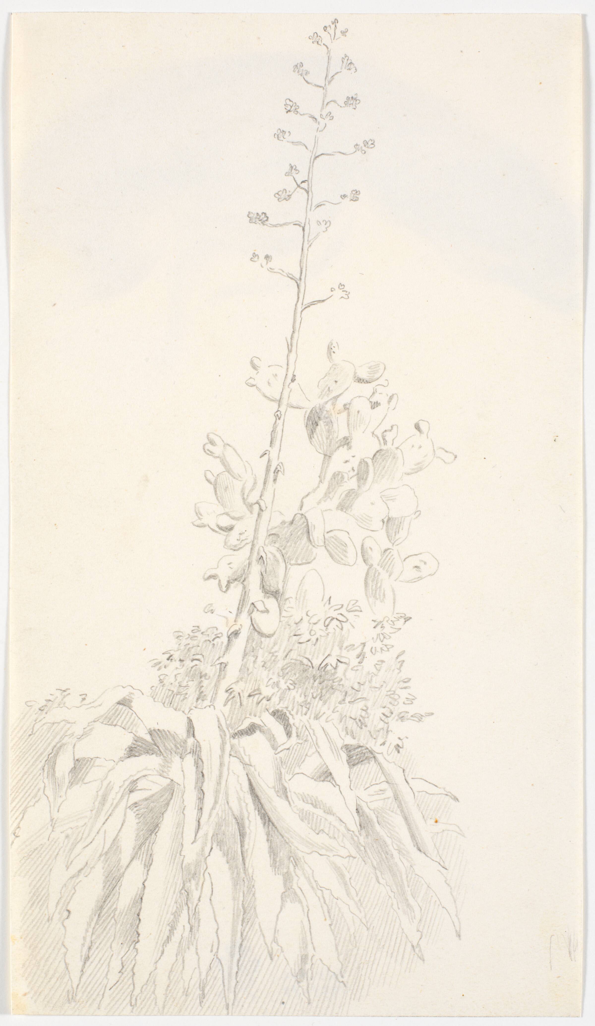Kopi efter Eckersbergs tegning: En blomstrende agave og en figenkaktus, Martinus Rørbye, 1820-1824