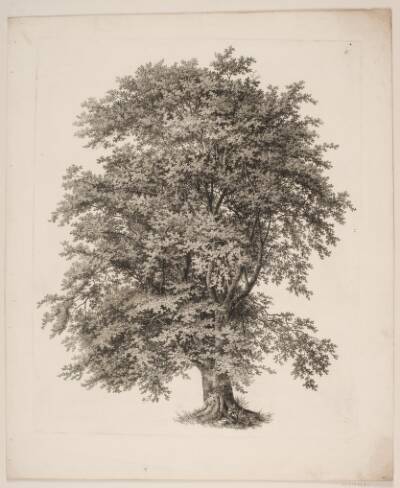 "Studier efter Naturen med Hensyn til Landskabstegning af S.H. Petersen", nr. 2