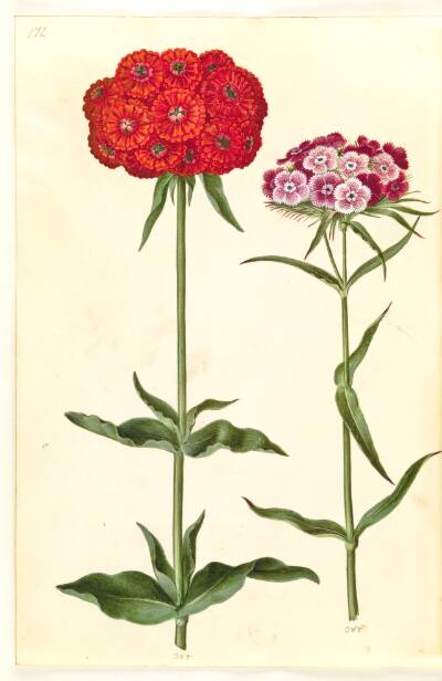 Silene chalcedonica (brændende kærlighed); Dianthus barbatus (studenter-nellike)