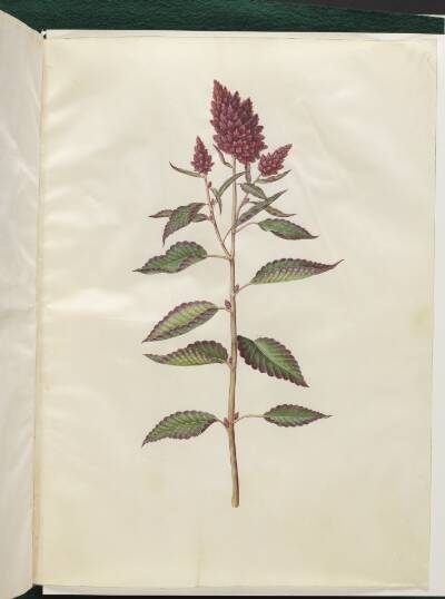 Amaranthus cruentus (rød amarant)