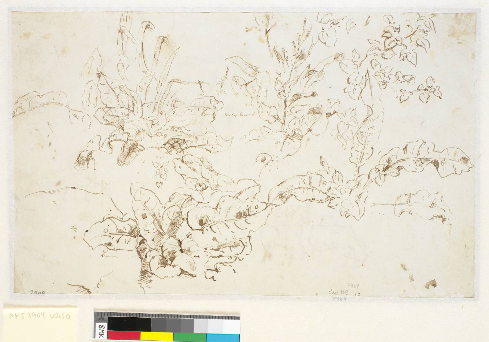 Plantestudier, Dankvart Dreyer, 1840-1849