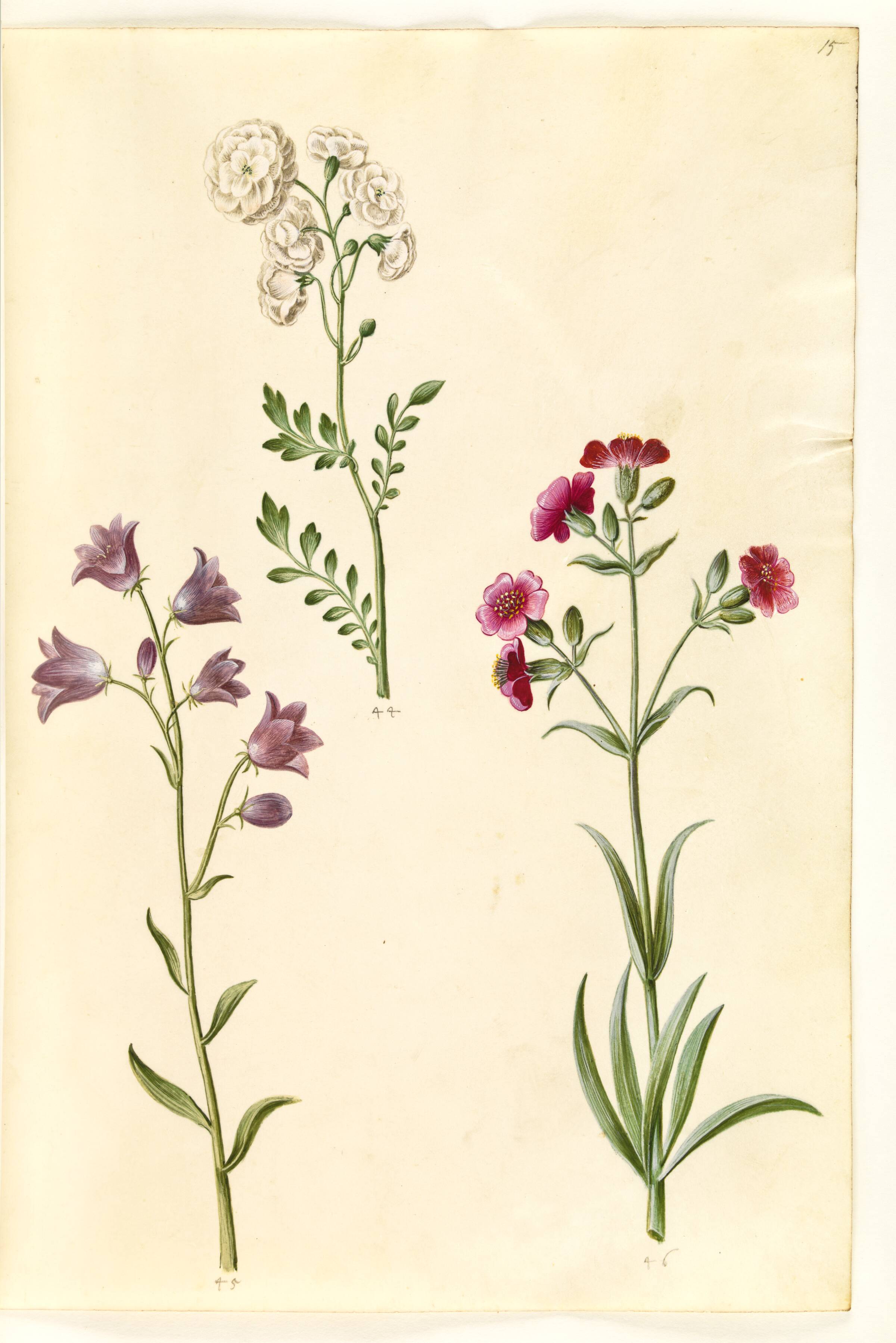 Cardamine pratensis (engkarse); Campanula rotundifolia (?) (liden klokke); Silene vulgaris (?) (blæresmelde), Hans Simon Holtzbecker, 1635-1664