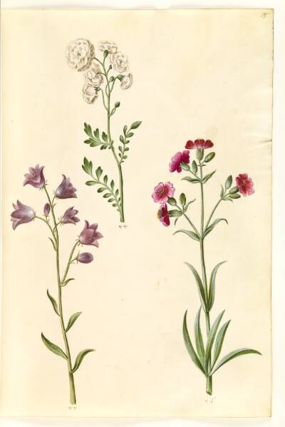 Cardamine pratensis (engkarse); Campanula rotundifolia (?) (liden klokke); Silene vulgaris (?) (blæresmelde)