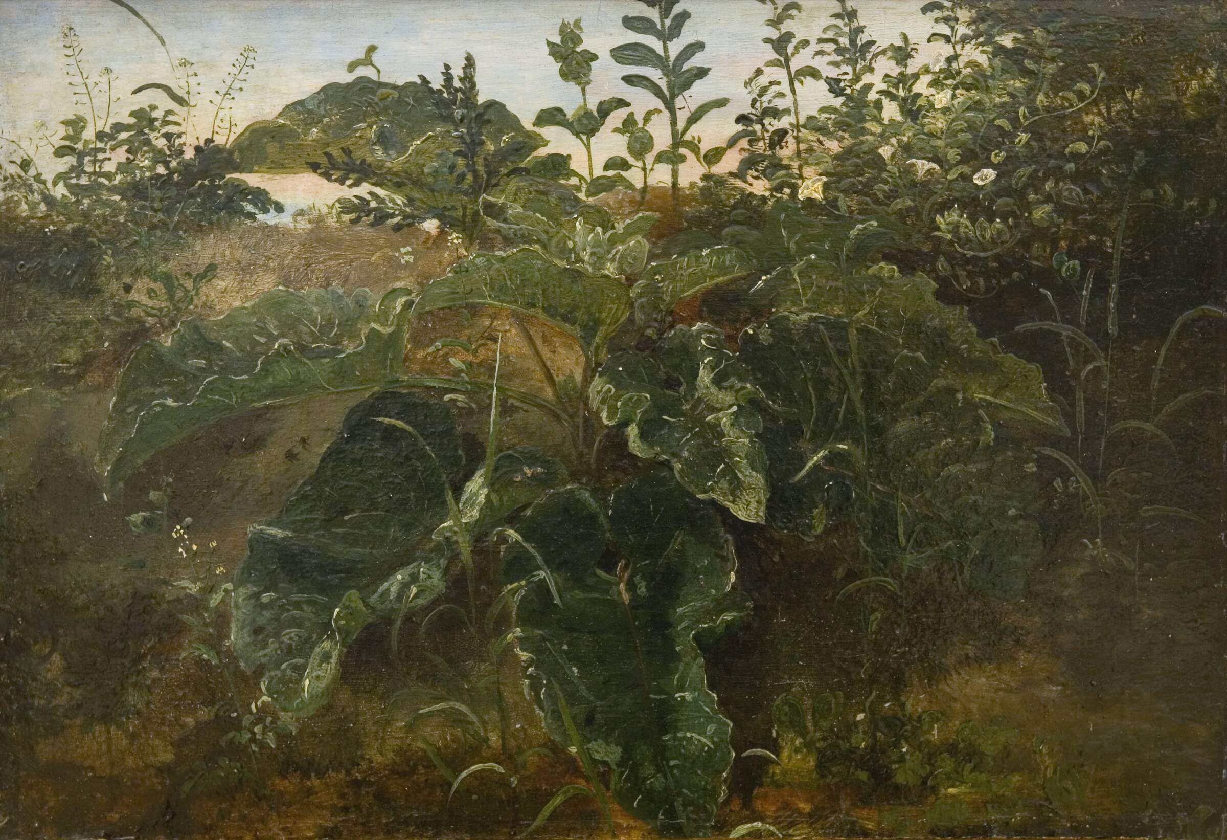 Forgrundsstudie med skræpper, Dankvart Dreyer, 1840-1849