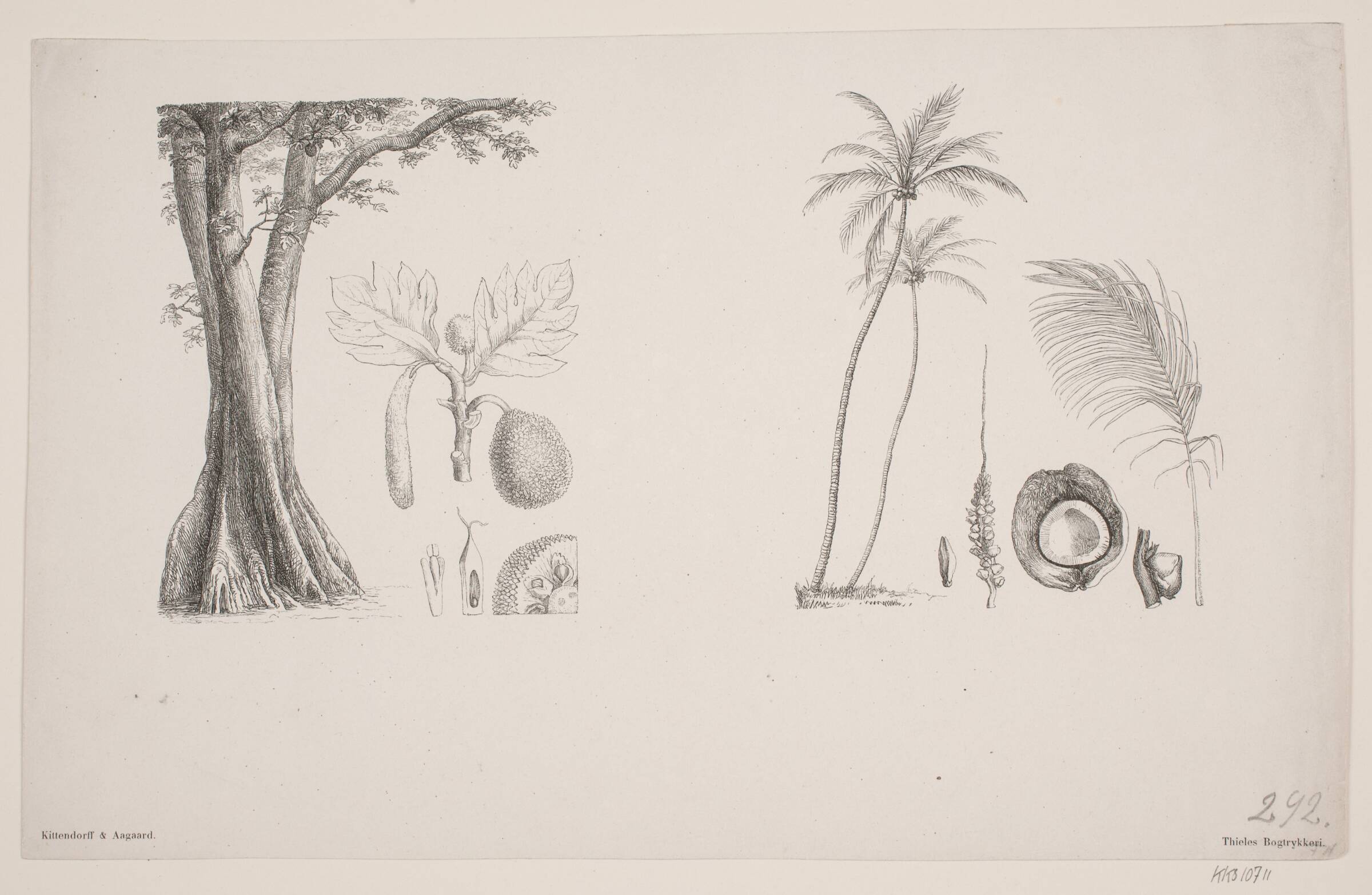 Botanisk blad fra Schouws skrifter, H.C. Henneberg, 1851