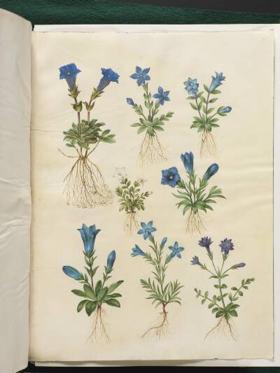Gentiana acaulis (stængelløs ensian); Gentiana verna (vår-ensian); Gentiana acaulis (stængelløs ensian); Gentiana (art af ensian)