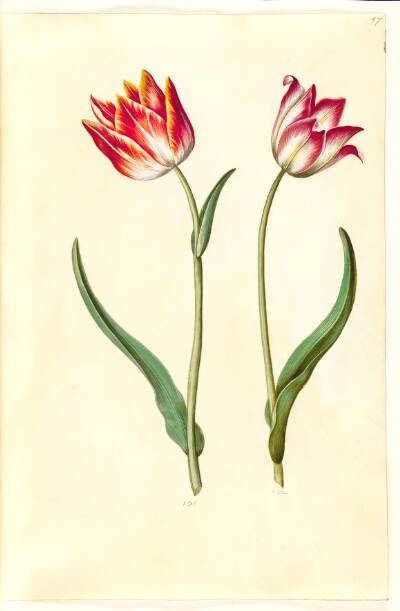 Tulipa gesneriana (have-tulipan)