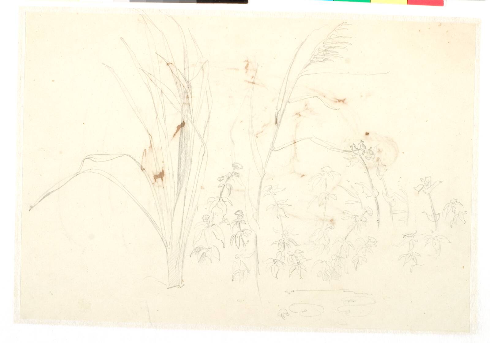 Studie af græs og andre planter, Dankvart Dreyer, 1831-1852