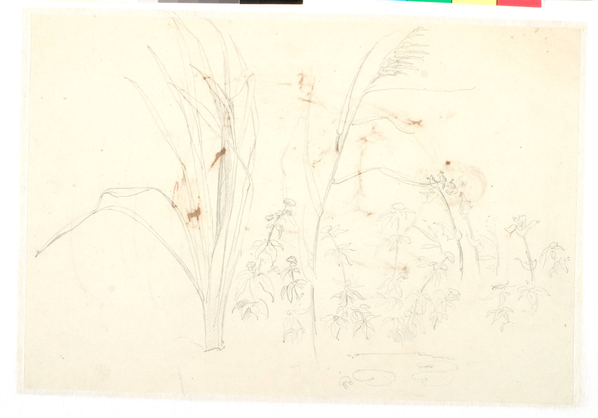 Studie af græs og andre planter, Dankvart Dreyer, 1831-1852