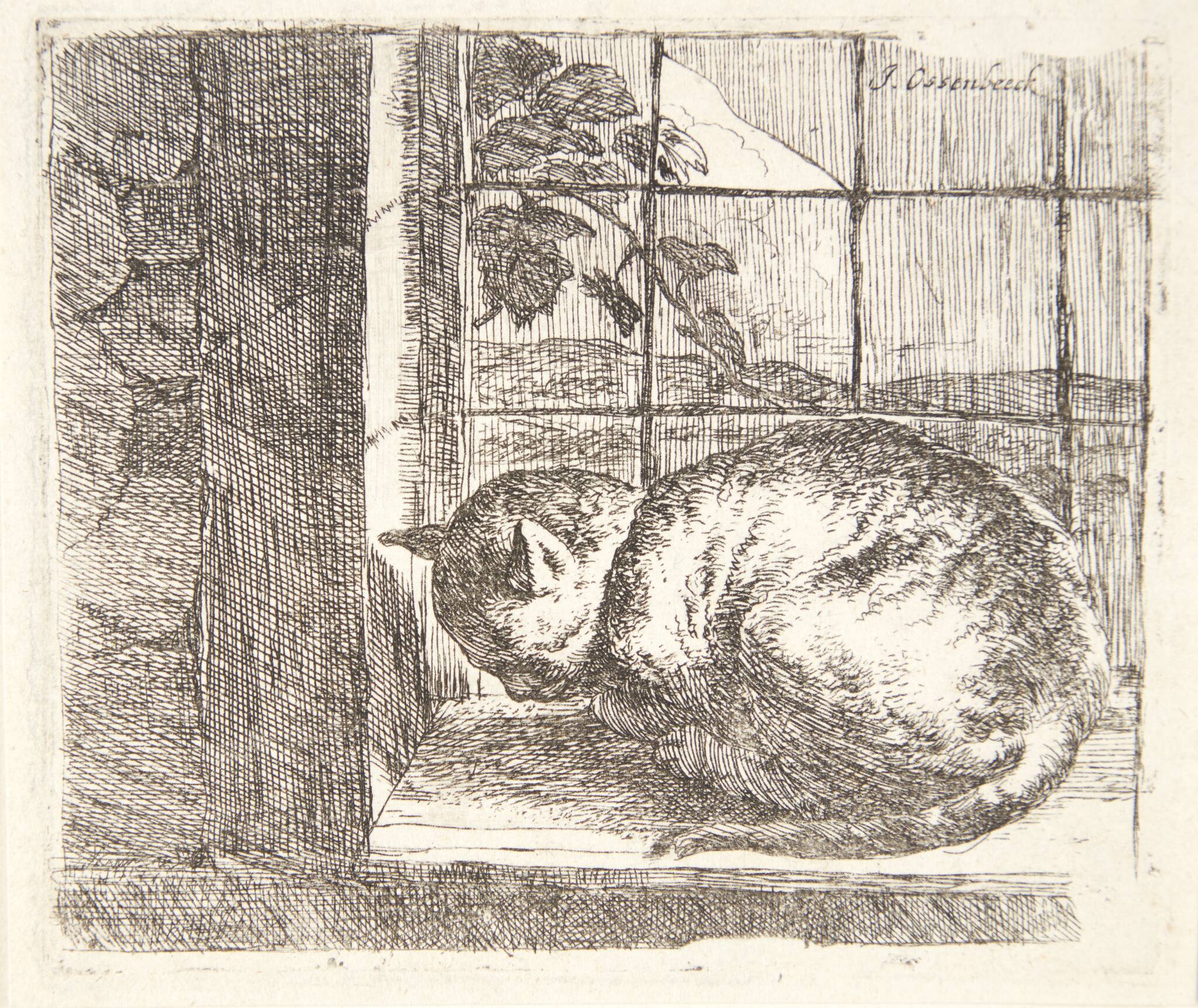 Liggende kat i et vindue