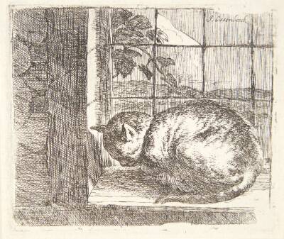 Liggende kat i et vindue