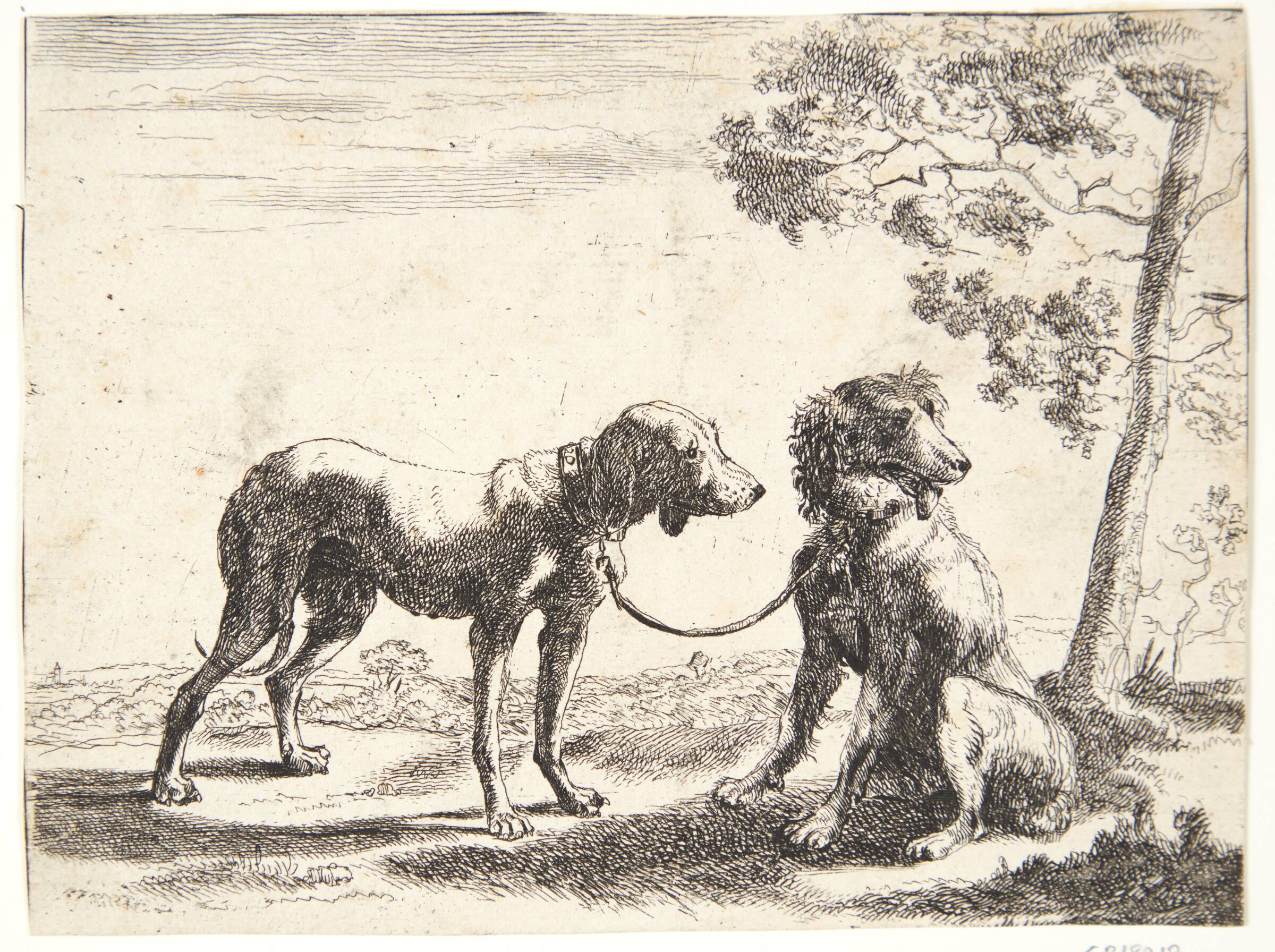 To hunde bundet sammen, Paulus van Hillegaert, 1654