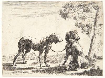 To hunde bundet sammen