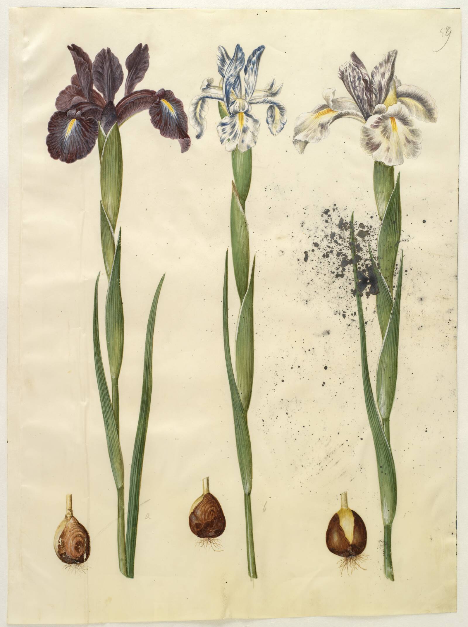 Iris latifolia (engelsk iris), Hans Simon Holtzbecker, 1649-1659