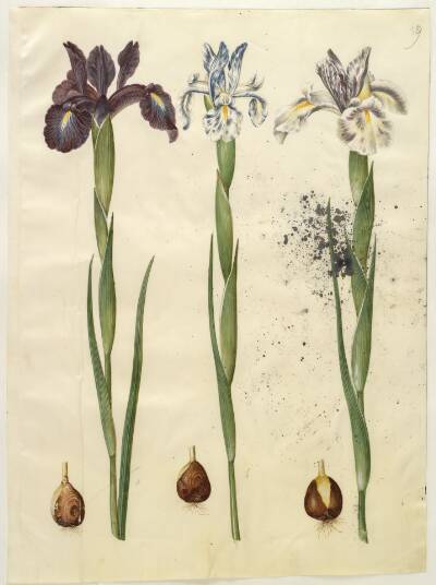 Iris latifolia (engelsk iris)