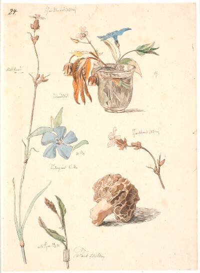 Studieblad med blomster og planter
