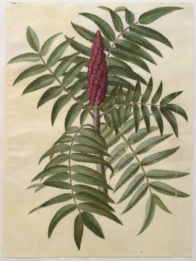 Rhus typhina (hjortetaktræ)