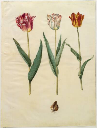 Tulipa gesneriana (have-tulipan)