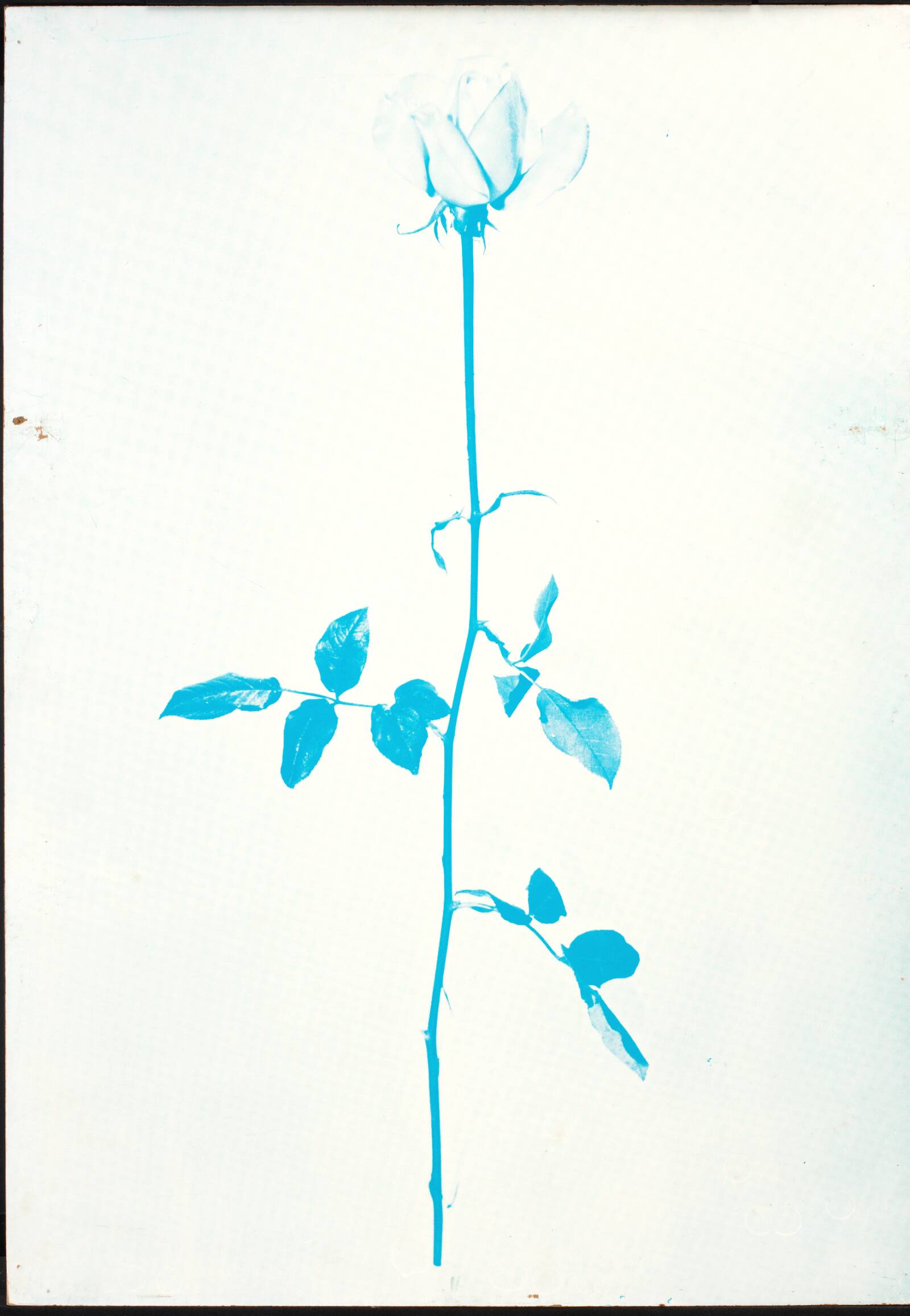 1 original rose, John Davidsen, 1969