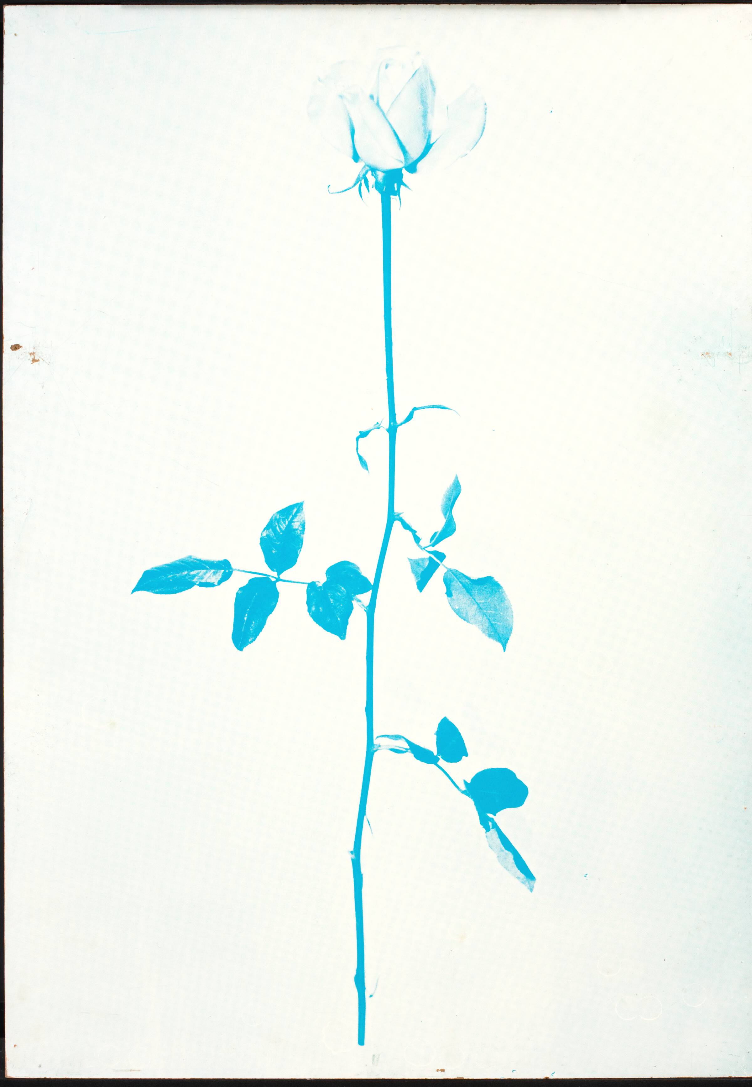 1 original rose, John Davidsen, 1969