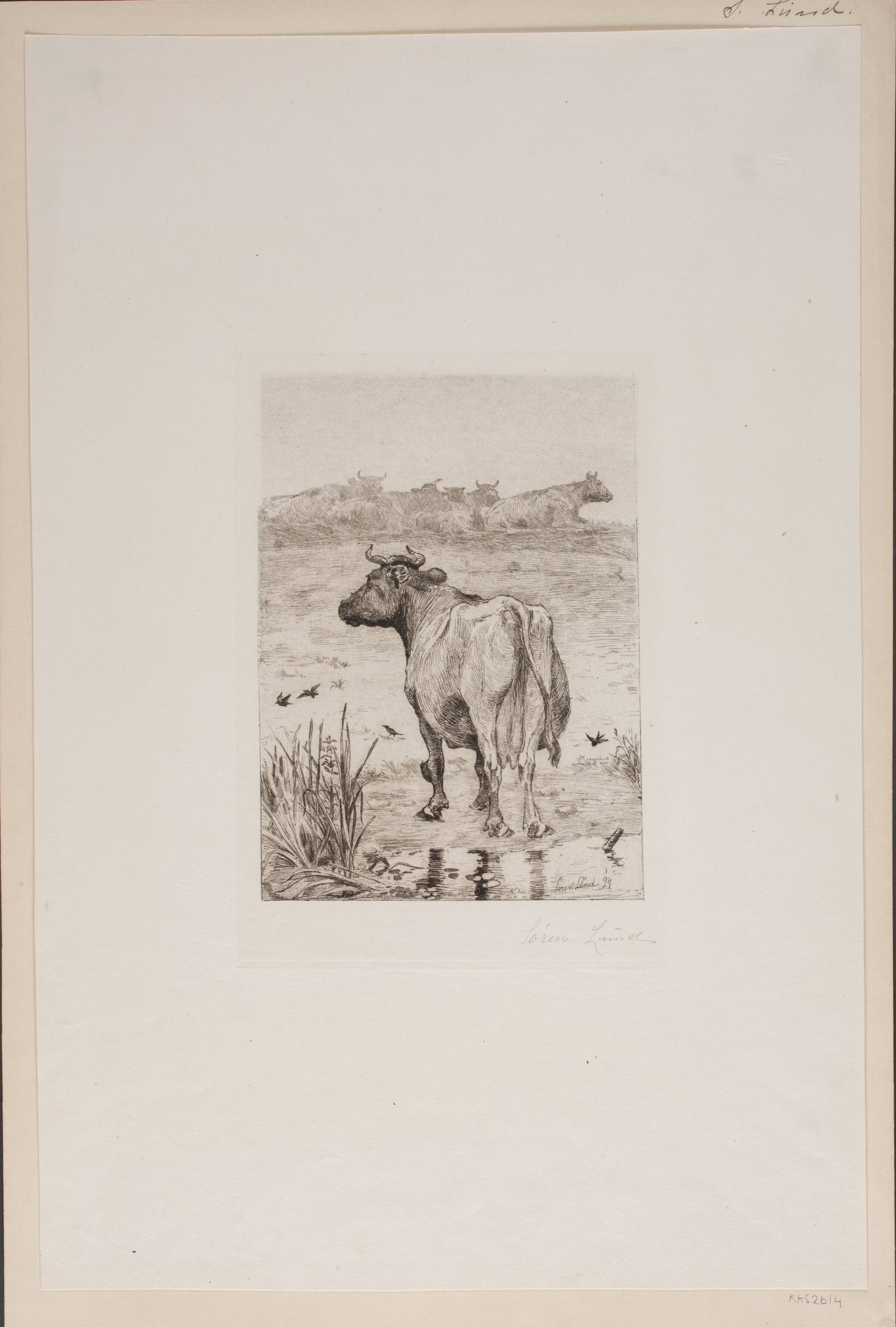 Ko ved et vandhul, Søren Lund, 1894
