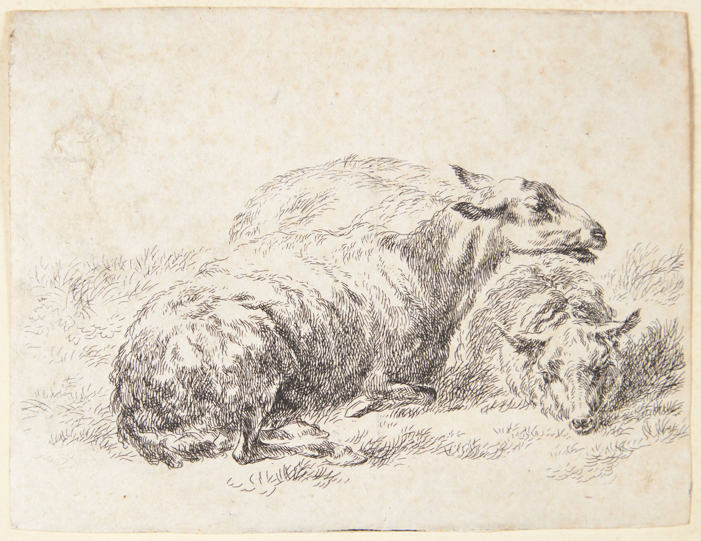 To liggende får, Nicolaes Berchem, 1620-1683