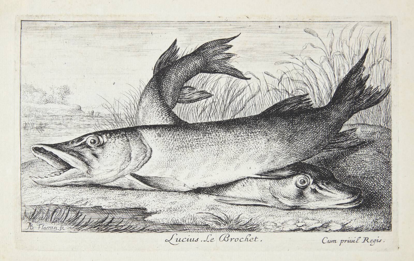 Gedde (Lucius), Albert Flamen, 1620-1669