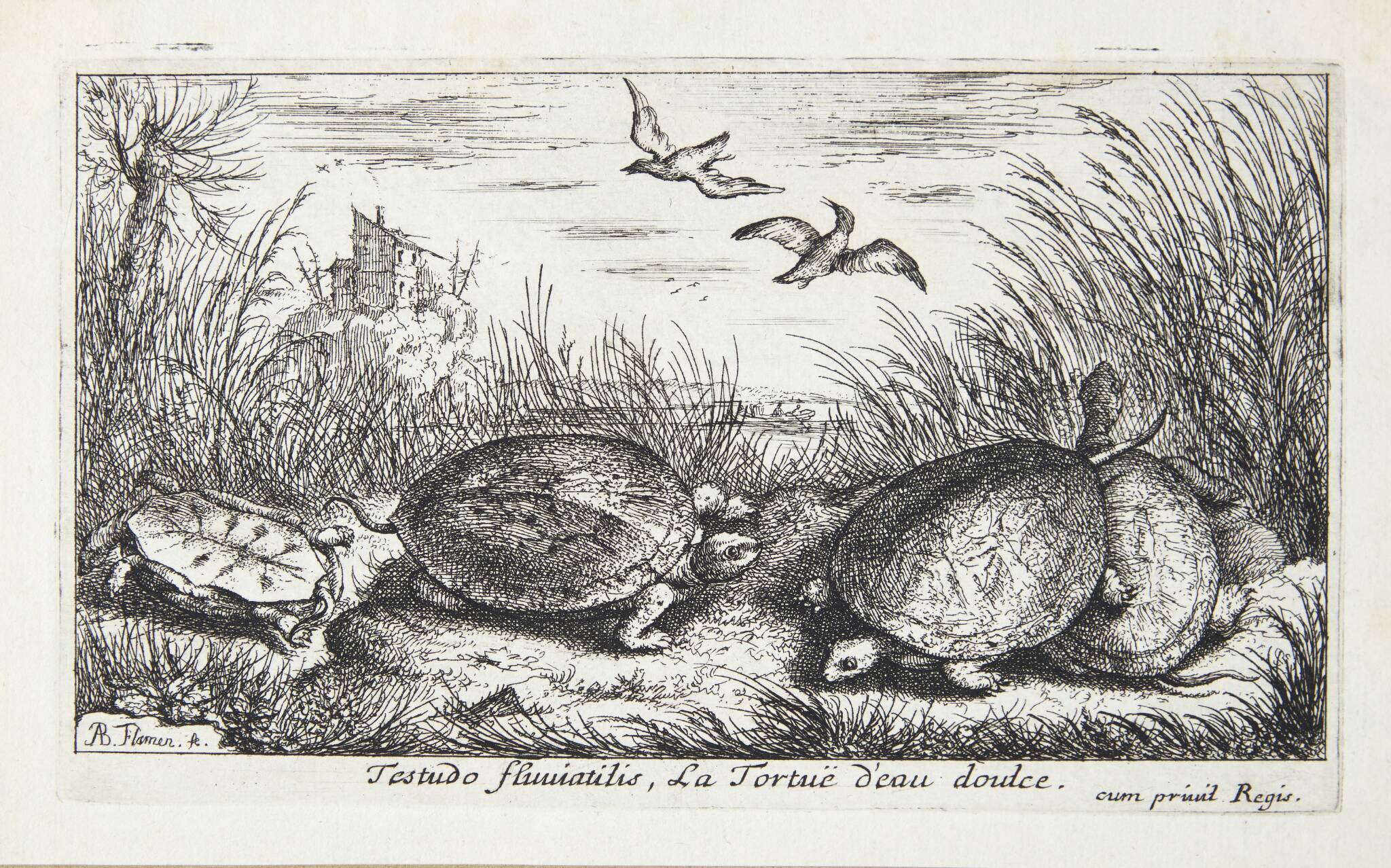 Ferskvandsskildpadden (Testudo fluuiatilus)