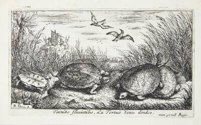 Ferskvandsskildpadden (Testudo fluuiatilus)