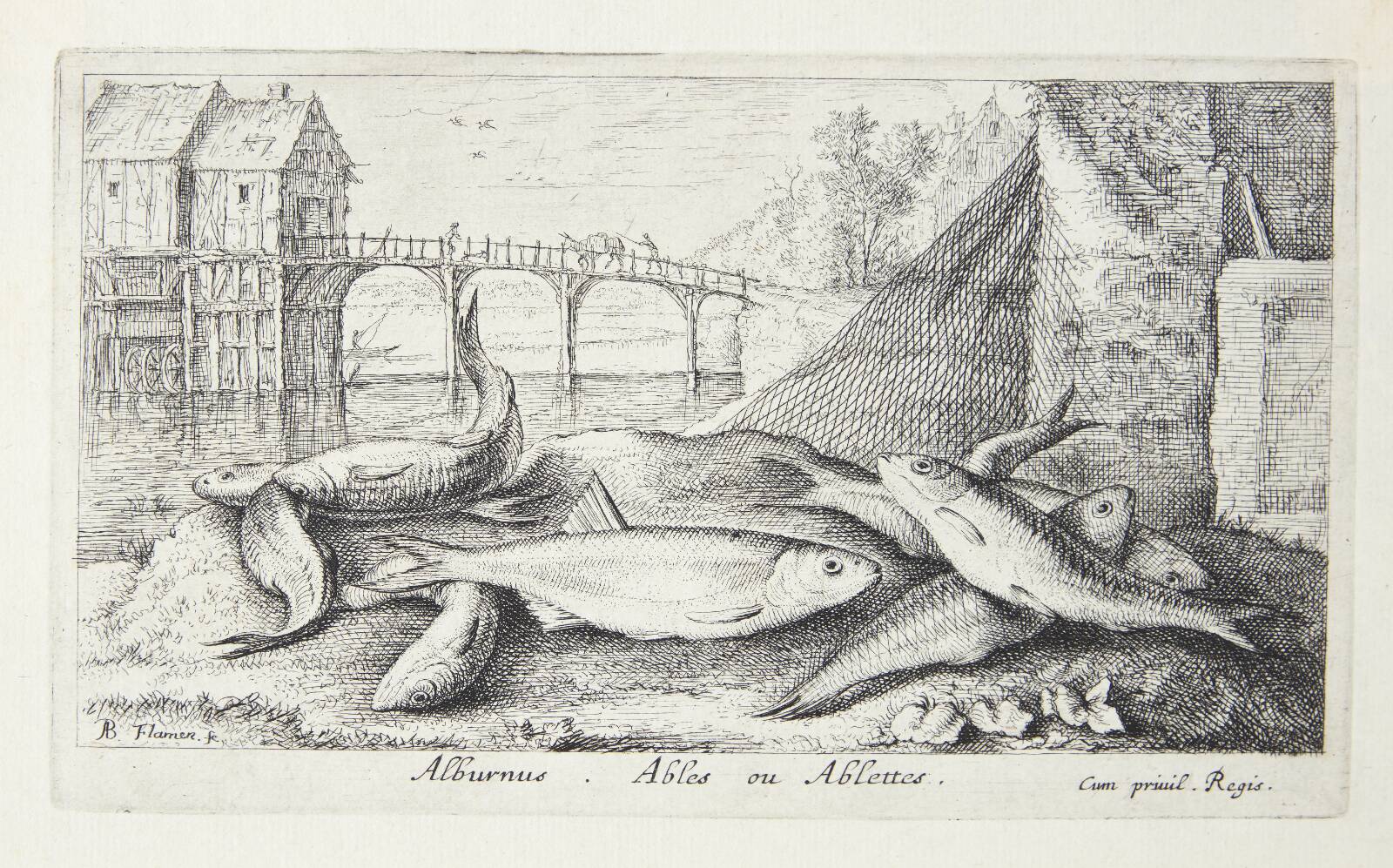 Løjen (Alburnus), Albert Flamen, 1620-1669