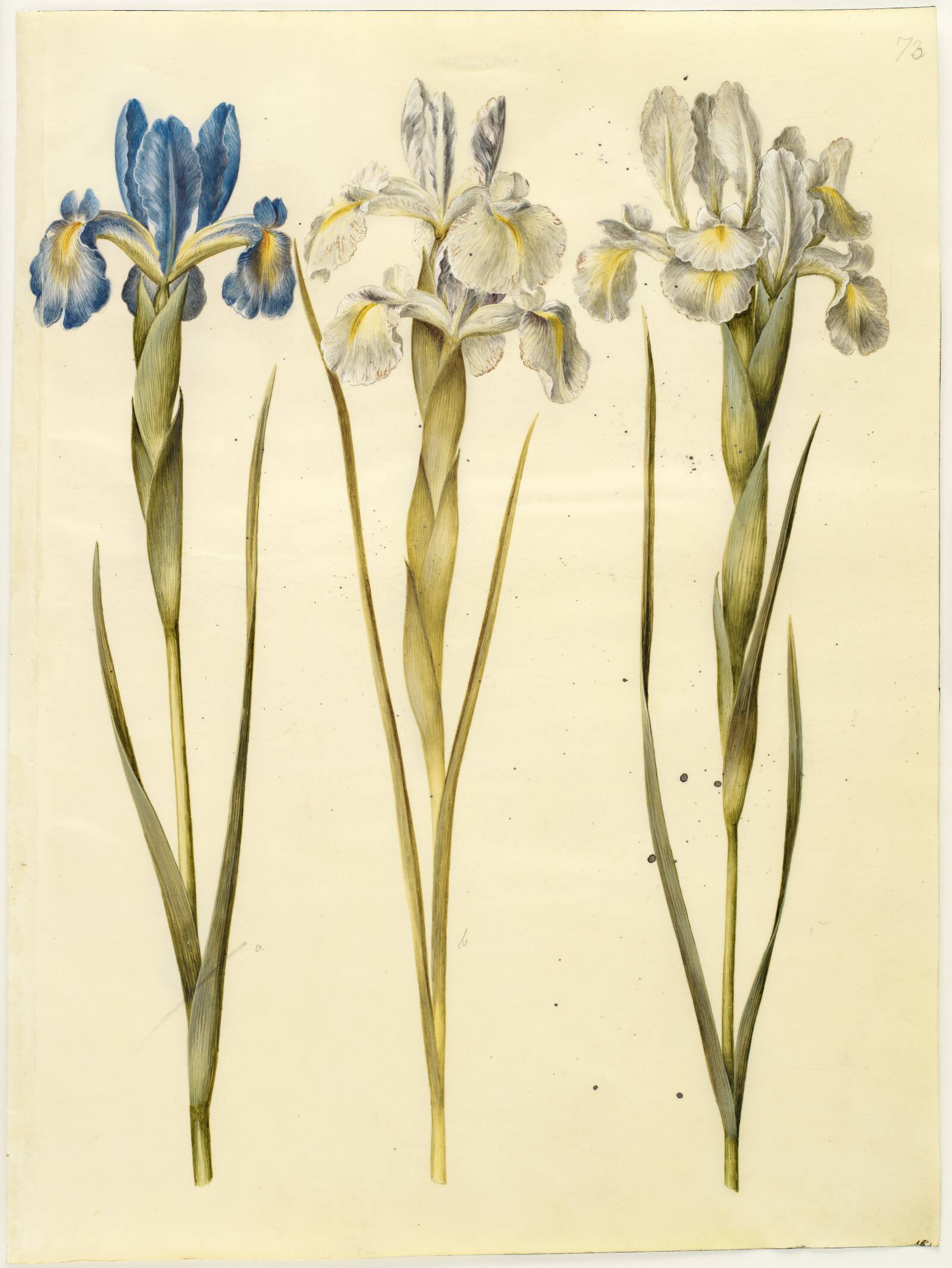 Iris latifolia (engelsk iris), Hans Simon Holtzbecker, 1649-1659