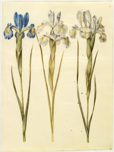 Iris latifolia (engelsk iris)