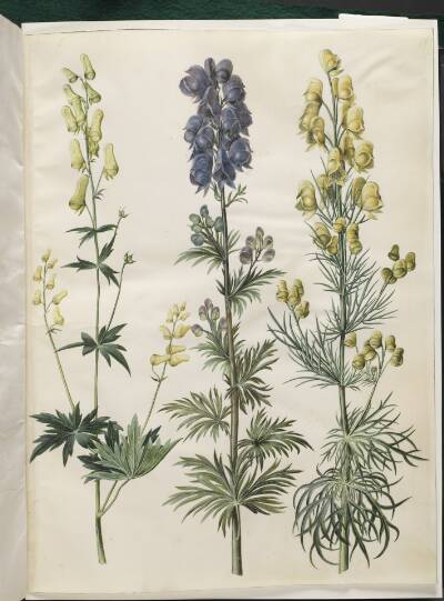 Aconitum lycoctonum (nordisk stormhat); Aconitum napellus (ægte stormhat); Aconitum anthora (finbladet stormhat)