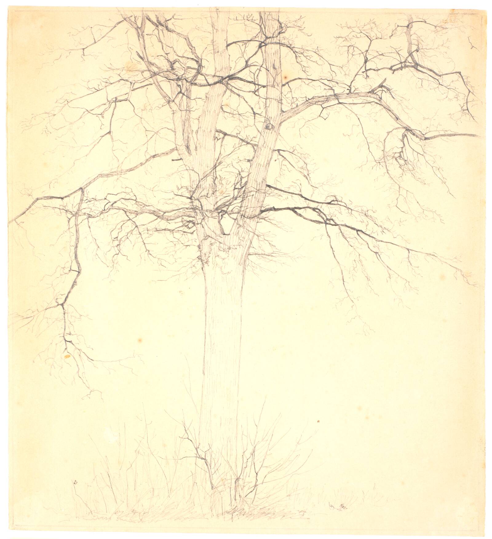 Lindetræ, Christen Købke, 1836-1839