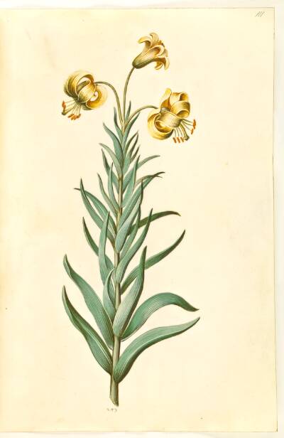 Lilium pyrenaicum (pyrenæisk lilje)