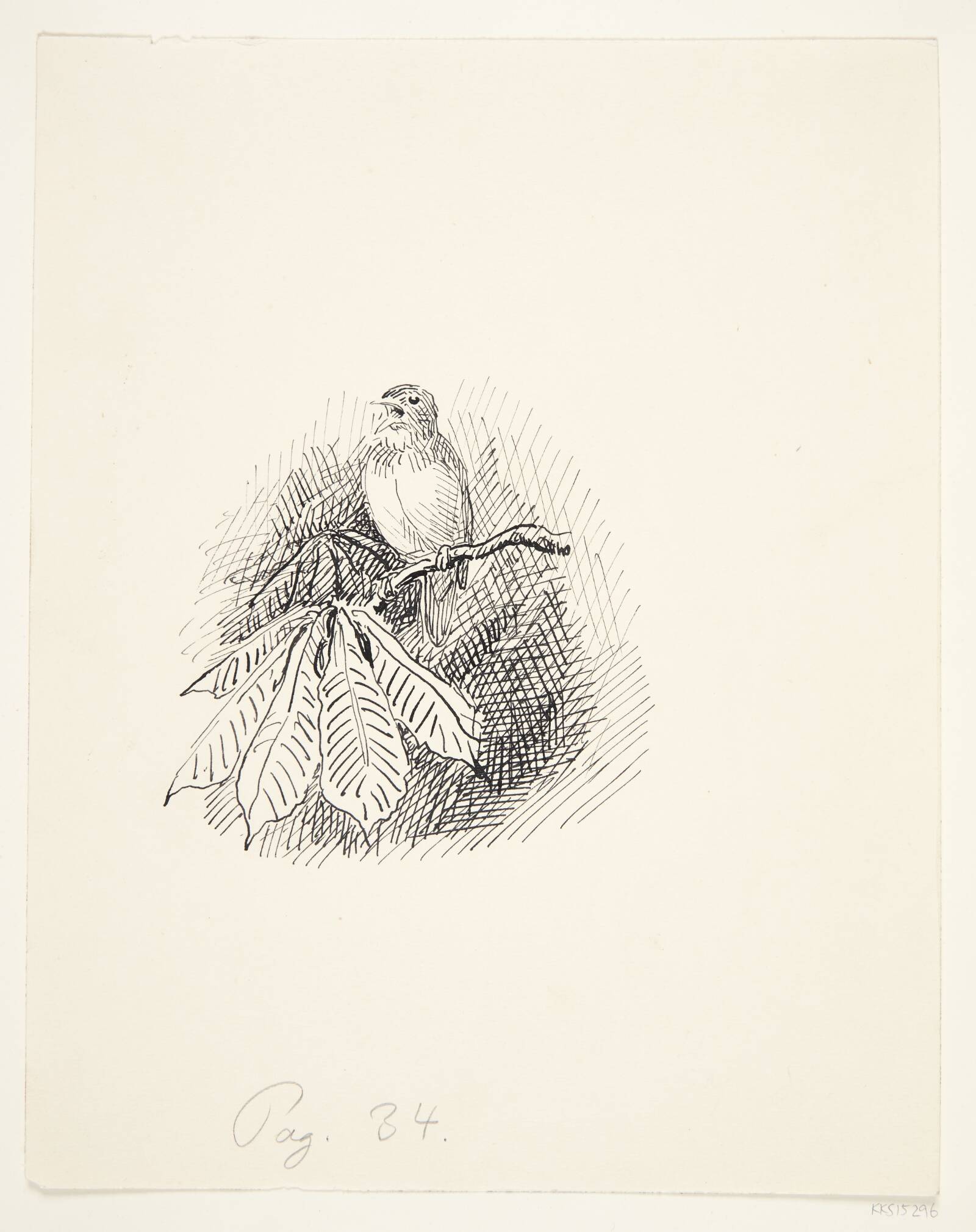 Spurv, Johannes Larsen, 1936