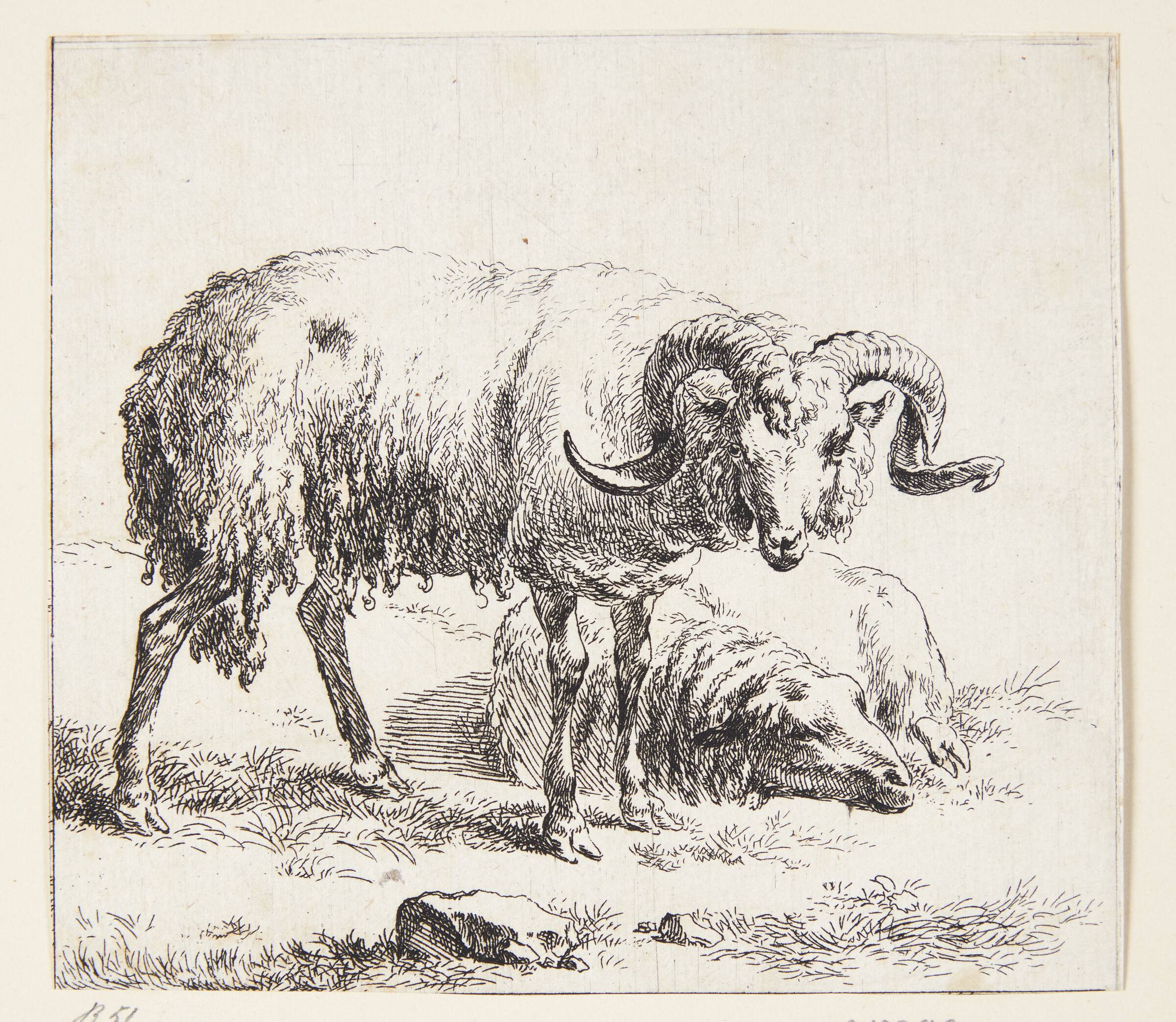 Stående vædder og et liggende får, Nicolaes Berchem, 1620-1683