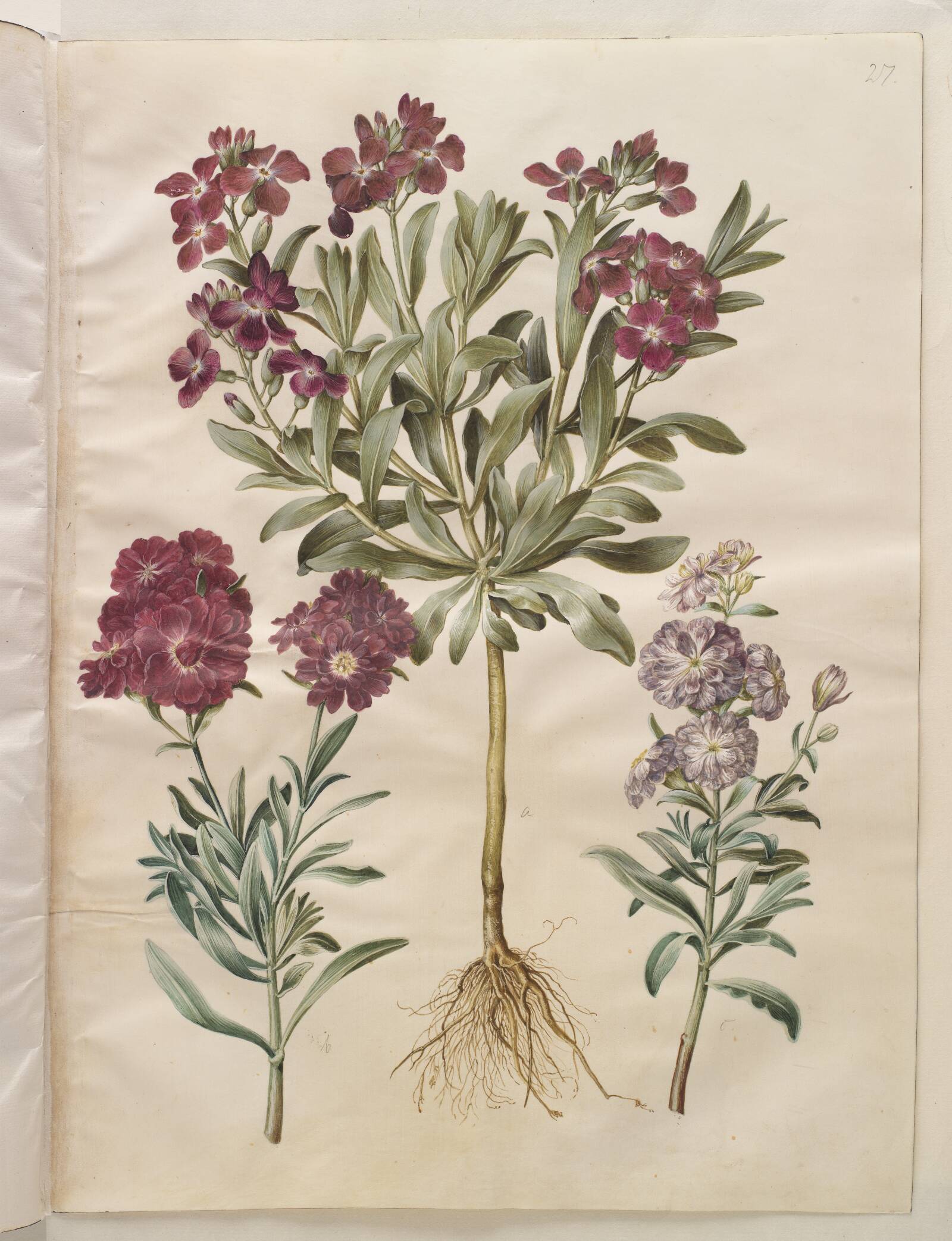 Matthiola incana (vinter-levkøj), Hans Simon Holtzbecker, 1649-1659