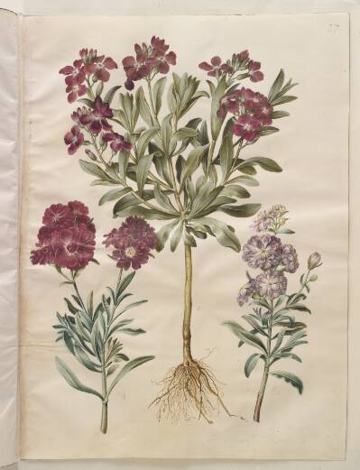 Matthiola incana (vinter-levkøj)