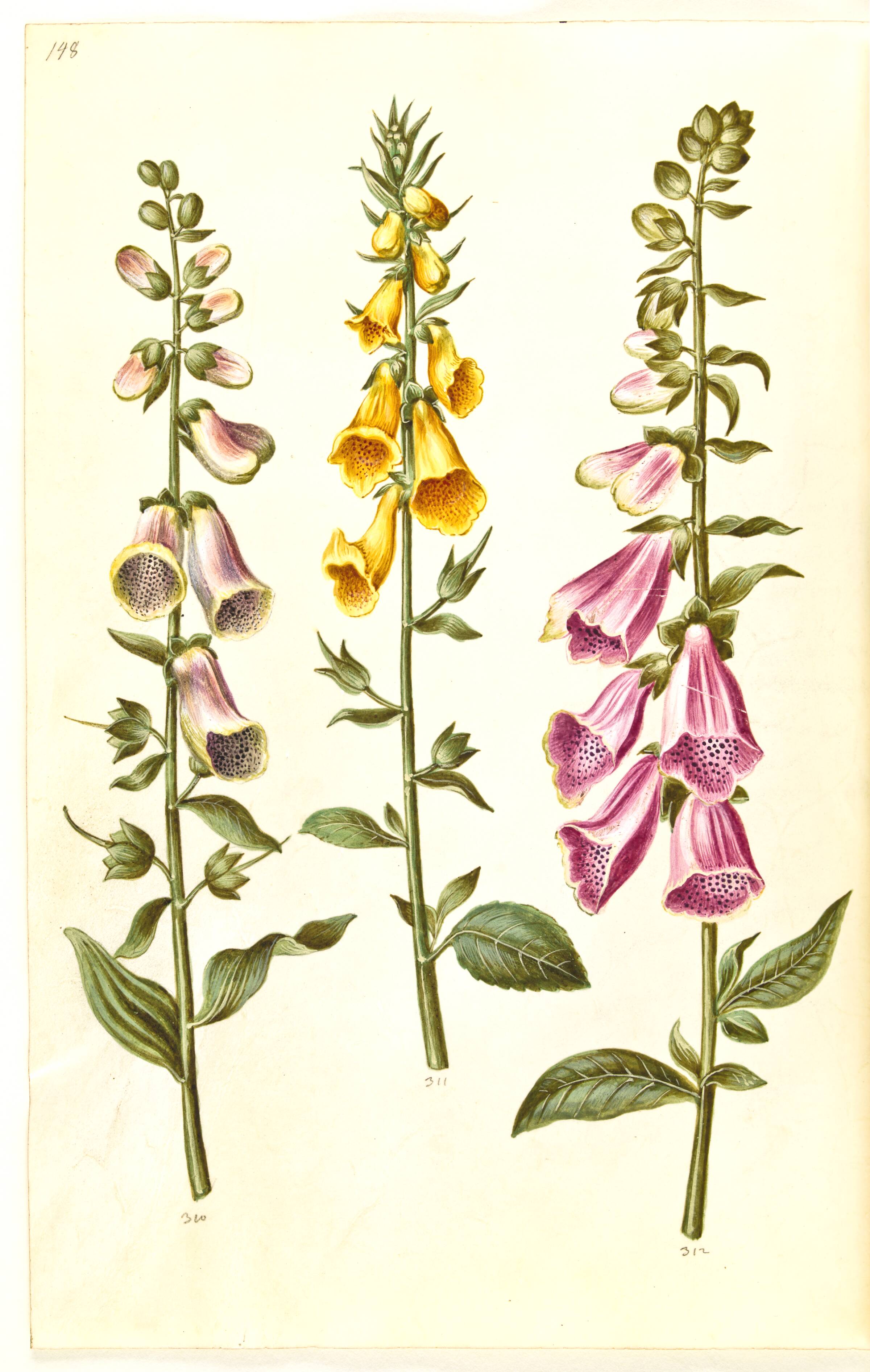 Digitalis purpurea (almindelig fingerbøl); Digitalis grandiflora (storblomstret fingerbøl), Hans Simon Holtzbecker, 1635-1664