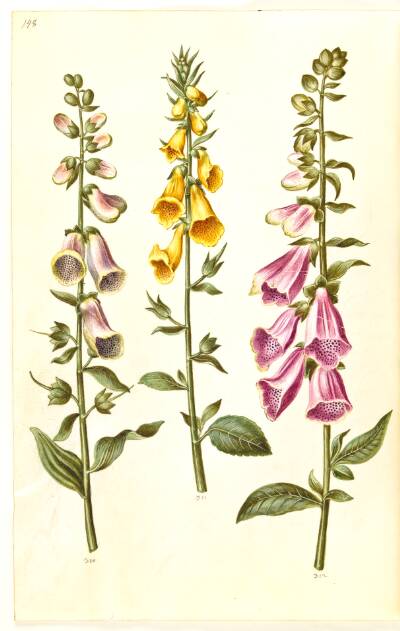 Digitalis purpurea (almindelig fingerbøl); Digitalis grandiflora (storblomstret fingerbøl)