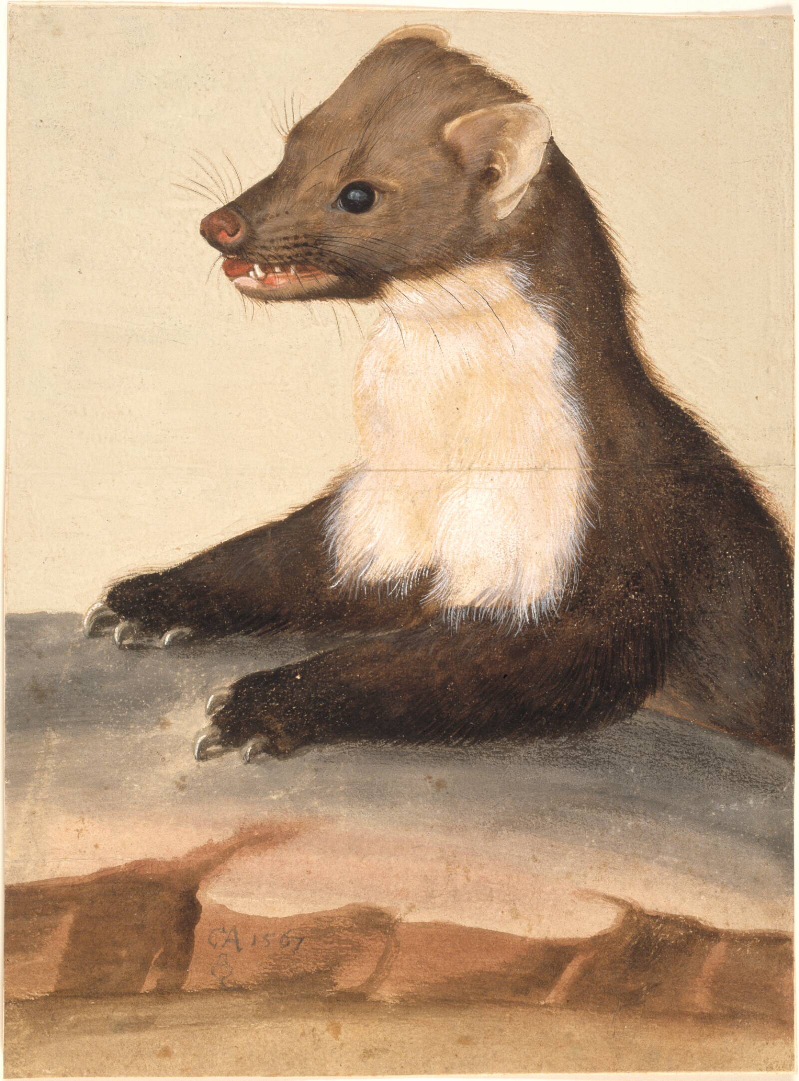 En mår, Christoph Amberger, 1567