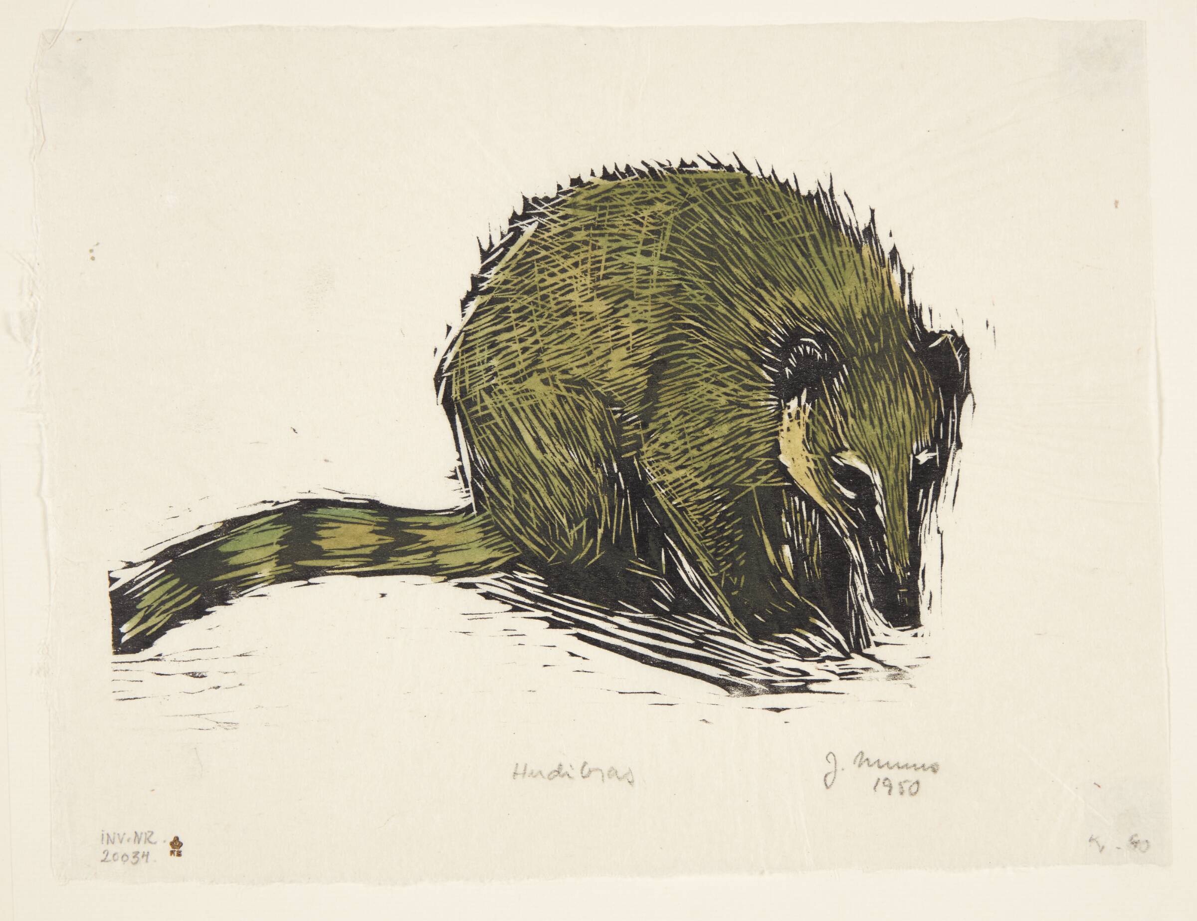 Næsebjørnen Hudibras, Jane Muus, 1950