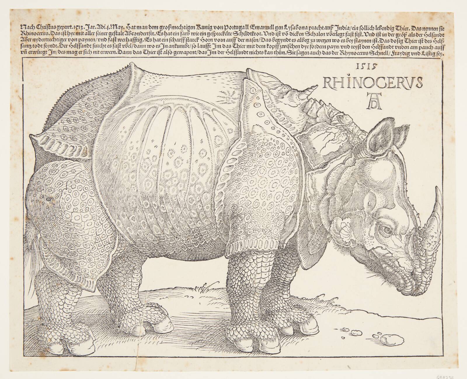 Næsehornet, Albrecht Dürer, 1515