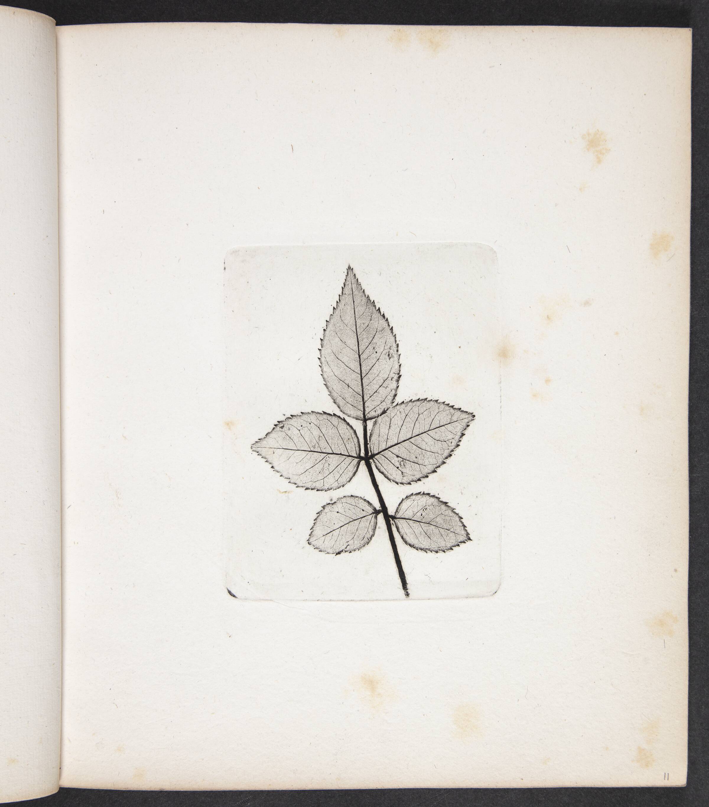 Aftryk af rosenblade, Peter Larsen Kyhl, 1833