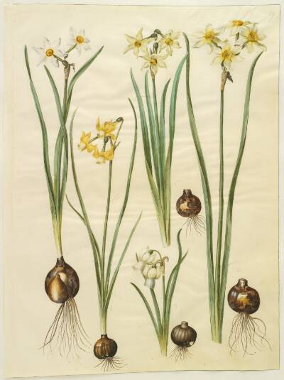 Narcissus poeticus (pinselilje); Narcissus triandrus (orkide-narcis); Narcissus ×medioluteus (toblomstret narcis)