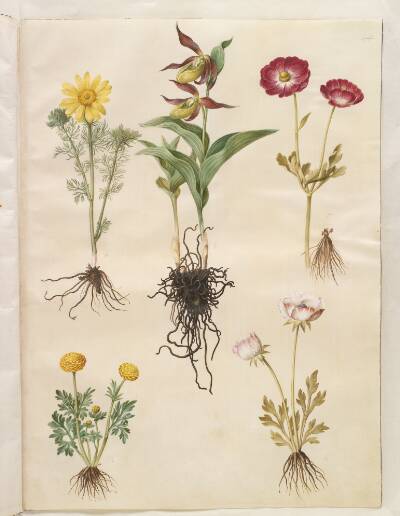 Adonis vernalis (vår-adonis); Cypripedium calceolus (stor fruesko); Ranunculus asiaticus (have-ranunkel); Ranunculus (art af ranunkel)