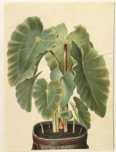 Colocasia esculenta (taro)