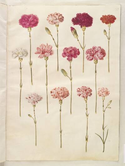 Dianthus caryophyllus (have-nellike)