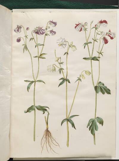 Aquilegia vulgaris (almindelig akeleje)